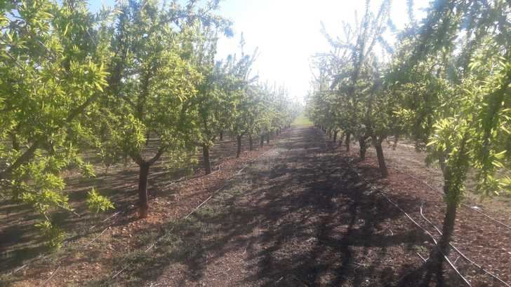 Las heladas de primavera han causado ya importantes daños en el almendro de Albacete y el resto de Castilla-La Mancha