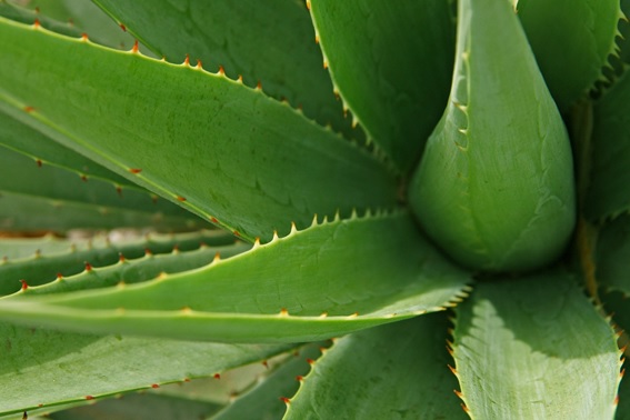 Aloe vera y sus aplicaciones en la cosmética natural