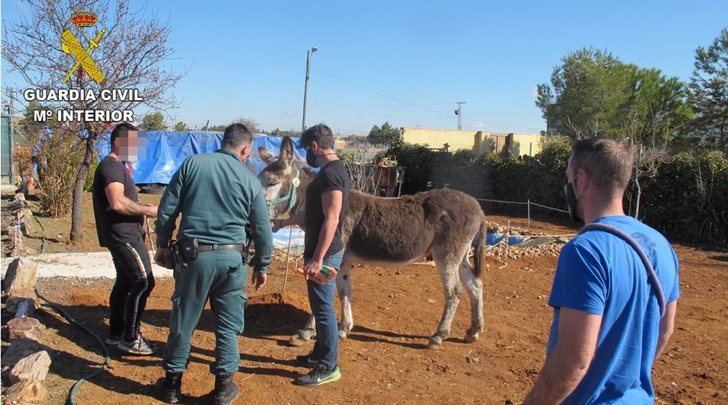 Rescatados 17 animales encontrados en estado de abandono y desnutrición en Turleque (Toledo)