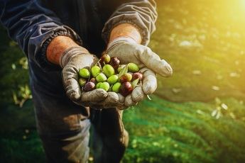 La recolección de aceitunas es el primer paso hacia un AOVE excepcional