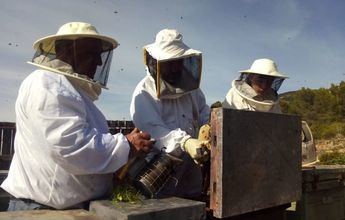 Ayora (Albacete) acoge este miércoles un taller de apicultura centrado en el papel de la abeja en el medio natural