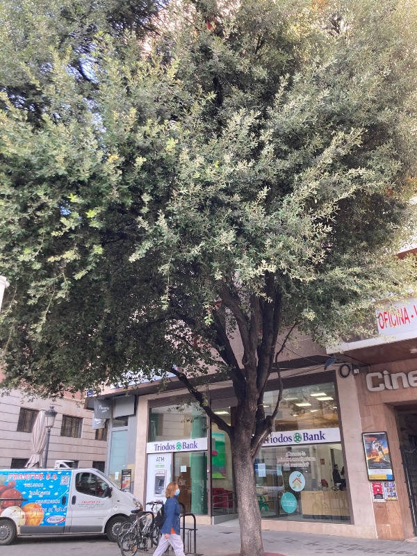 83 árboles, de 20 especies diferentes, catalogados por el Ayuntamiento de Albacete como 'singulares’