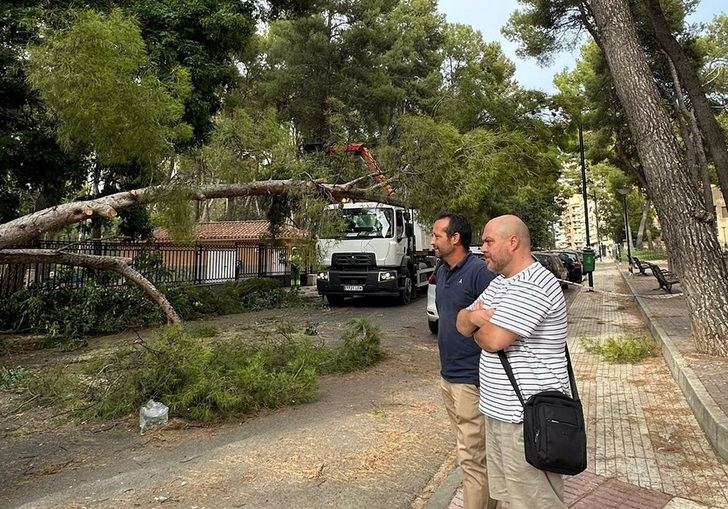 Albacete cierra los parques ante las fuertes rachas de viento y registra la caída de dos árboles