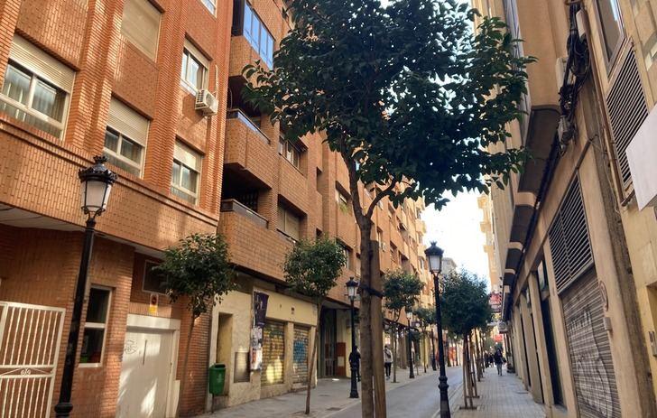 El Ayuntamiento de Albacete pone en marcha un plan para reponer 737 árboles en las calles de la ciudad