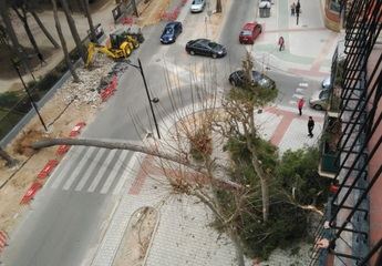 La caída de un árbol en el Paseo Simón Abril de Albacete pudo causar daños importantes