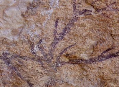 Exposición organizada por el IEA sobre arte rupestre en la provincia de Albacete