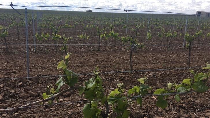Asaja C-LM advierte del 'hundimiento' del sector del vino si no se activan medidas antes del mes de marzo