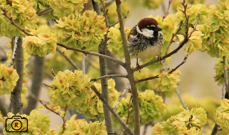 El Aula de la Naturaleza de Albacete invita a los ciudadanos a participar en el proyecto ‘Aves desde mi ventana’