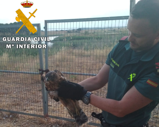 La Guardia Civil de Albacete recupera un ejemplar de azor herido cerca de Corral Rubio (Albacete)
