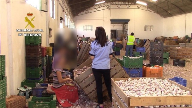 Dos centroafricanos detenidos en Albacete por explotación laboral en la recogida del ajo