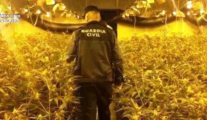 Desarticulada una banda que cultivaba 12.000 plantas de marihuana en seis laboratorios en Toledo y Madrid