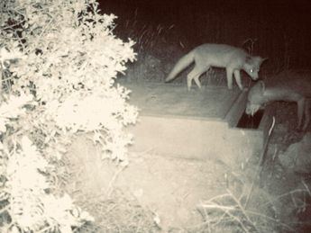La Diputación de Albacete refuerza la gestión hídrica con la instalación de bebederos para fauna silvestre