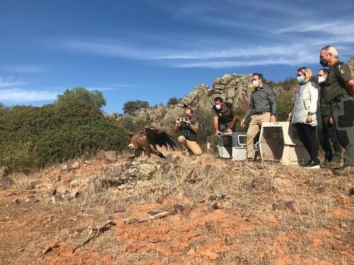 10 buitres leonados han sido reincorporados al medio natural en la provincia de Albacete este año