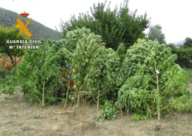 Detenido un vecino de Yeste (Albacete) por cultivar 13 plantas de marihuana