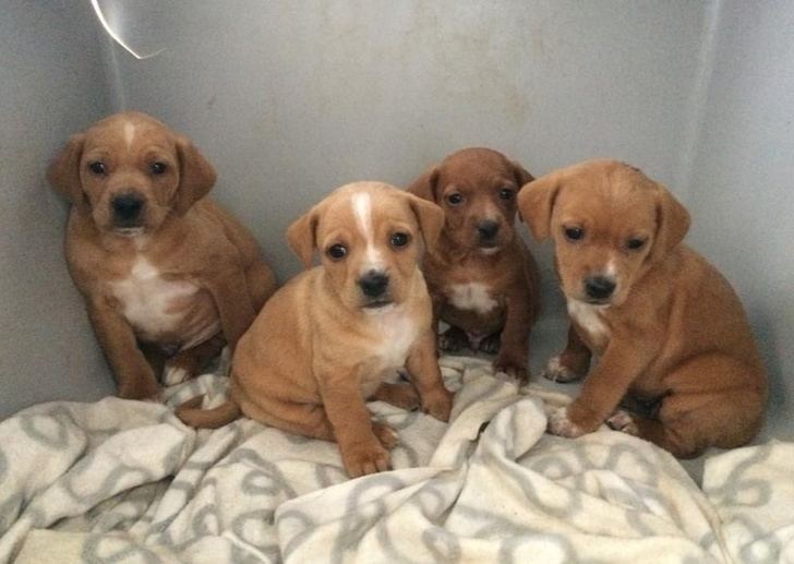 ‘Escuela de Cachorros’, iniciativa del centro de recogida de perros de la Diputación de Albacete