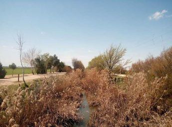 El Ayuntamiento inicia el 8 de abril la limpieza del Canal María Cristina para prevenir plagas de mosquitos