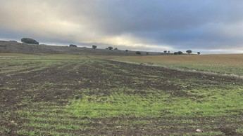 Asaja Ciudad Real alerta sobre pérdidas del 80% en cultivos por jabalíes y pide acción urgente