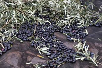 Lluvias benefician a Castilla-La Mancha pero complican la recolección de aceitunas