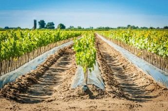 Publican el Plan Director de Nuevos Regadíos en Castilla-La Mancha