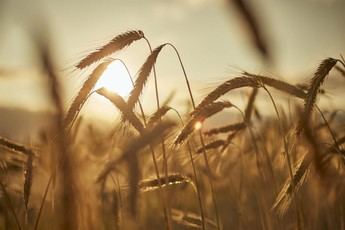 Comienza el plazo para solicitar ayudas de la PAC 2026 en Castilla-La Mancha