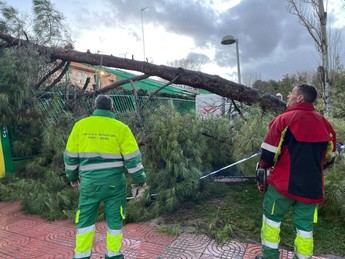 Ciudad Real revisará sus árboles tras 170 incidentes por tormentas recientes