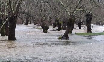 Tranquilidad en Cabañeros a pesar del desbordamiento del río Bullaque