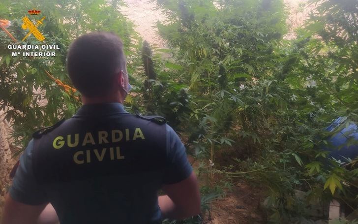 Detenido un vecino de Caudete por cultivar en un corral 'cannabis sativa'