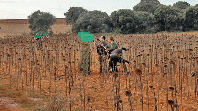 ASAJA Castilla-La Mancha pide a Agricultura ampliar las comarcas de emergencia cinegética por los daños de la caza