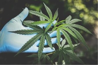 CBD: ¿por qué es tan popular?
