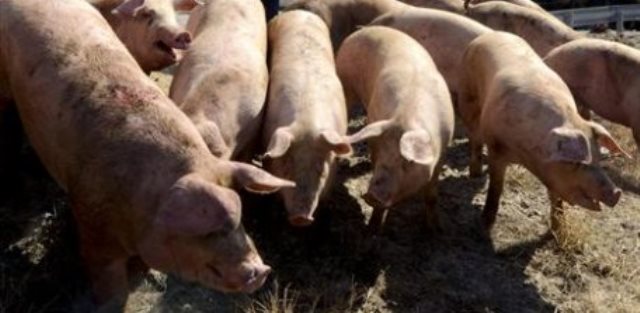 La Junta autoriza que una granja de Cancarix (Hellín) cambie de 10.000 plazas de cerdos a la cría de 41.650 lechones
