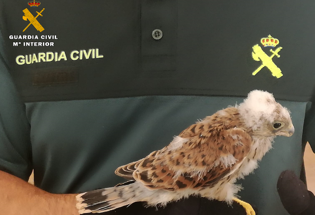 La Guardia Civil recupera en Mahora (Albacete) un joven ejemplar de cernícalo primilla