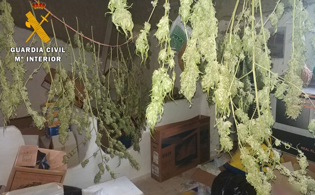 Un vecino de 48 años de Villar de Chinchilla (Albacete) tenía tanto cannabis que olía en buena parte de la localidad