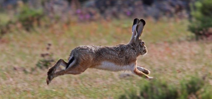 El brote de mixomatosis en liebres afecta a 107 municipios de Castilla-La Mancha