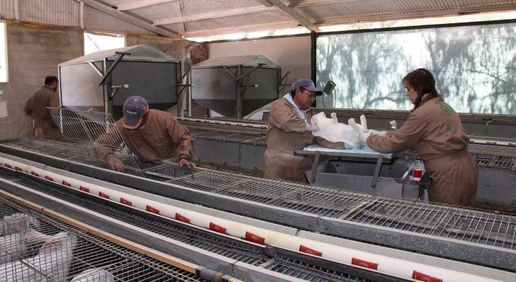 UPA alerta de que la situación de los productores de conejo es 'crítica' ante el incremento de costes