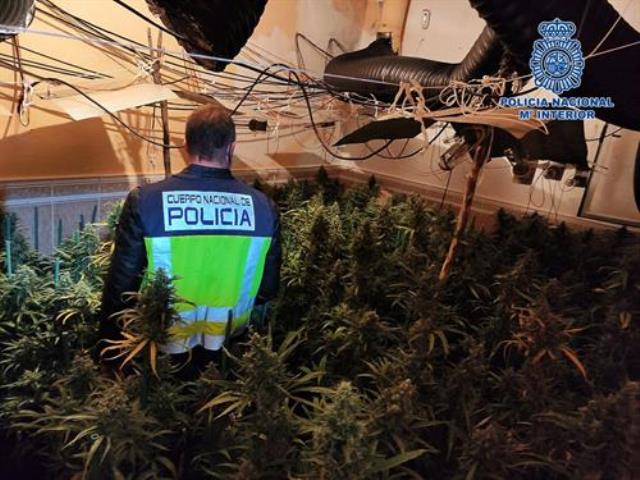 Desarticuladas dos bandas criminales dedicados al cultivo de cannabis en Talavera de la Reina