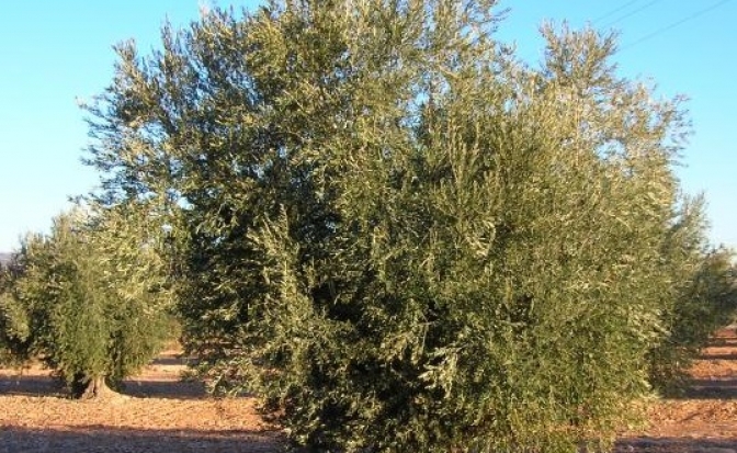 Castilla-La Mancha es la segunda Comunidad Autónoma, tras Andalucía, en facturación de aceite de oliva