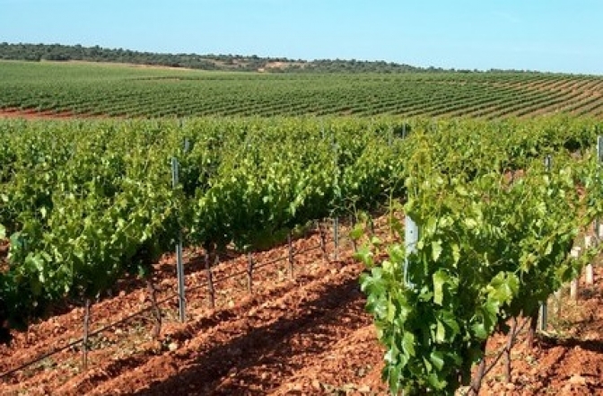 Varios vinos de la comarca de Hellín premiados en la DO Jumilla