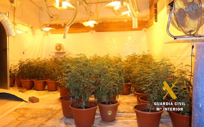 Intervenidos 10 kilos de marihuana y desmantela un cultivo “indoor” en Villarrobledo