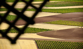 Castilla-La Mancha destina 1.5 millones de euros para la promoción de productos agrícolas con figuras de calidad en 2026