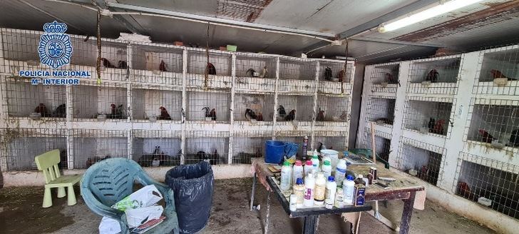 Desarticulada en Toledo una organización dedicada a la distribución de cocaína y las peleas ilegales de gallos