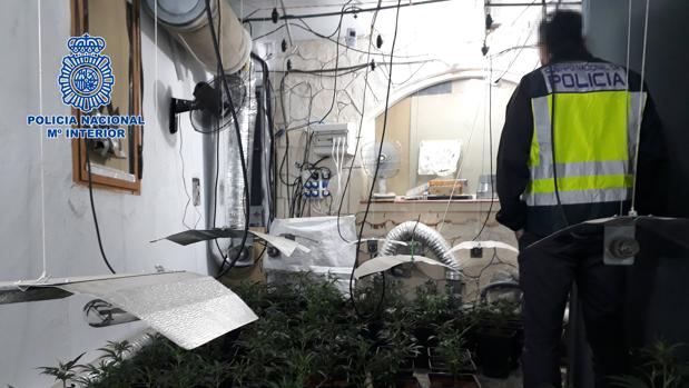 Detenido un hombre de 48 años en su casa de Velada (Toledo), donde cultivaba 230 plantas de marihuana