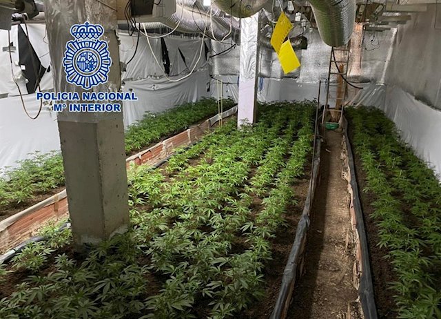 La Policía desmantela seis plantaciones de marihuana en municipios de Madrid y Toledo
