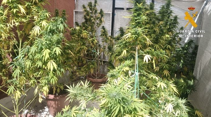 Dos vecinos de Hellín, de 49 y 52 años, detenidos por cultivar 60 plantas de gran tamaño de cannabis