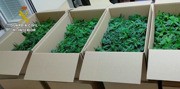 Dos detenidos por portar 960 plantas de marihuana y darse a la fuga de un control policial en Camarena (Toledo)