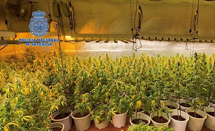 Desmantelada en Cabanillas del Campo una plantación de marihuana con gran capacidad de producción