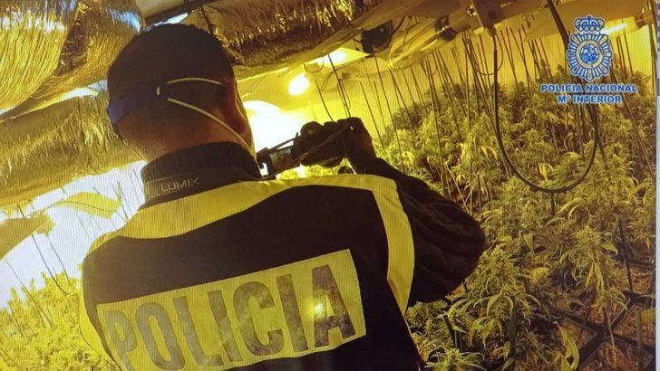 Desmantelado un clan familiar toledano dedicado al tráfico de marihuana y se requisan 3.600 plantas