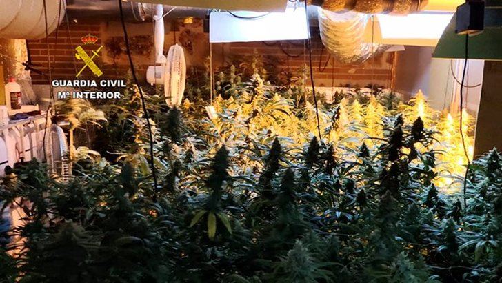 Detenido en El Casar tras desmantelar la Guardia Civil una plantación de marihuana 'indoor' con 787 plantas