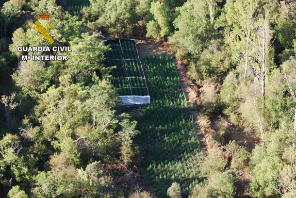 Cuatro detenidos por cultivar marihuana en la Sierra de Norte de Guadalajara