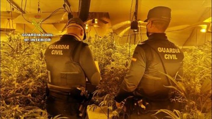 Dos detenidos y desmantelada una plantación 'indoor' de 512 plantas de marihuana en Horcajo de Santiago (Cuenca)