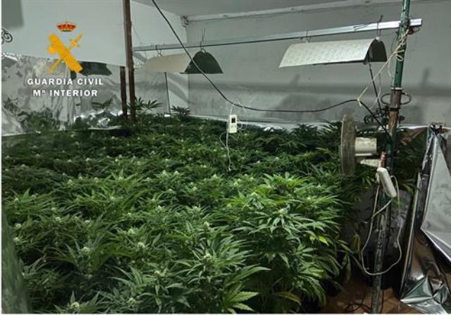 Descubren un punto de cultivo de cannabis en Molinicos (Albacete) por una discusión de pareja